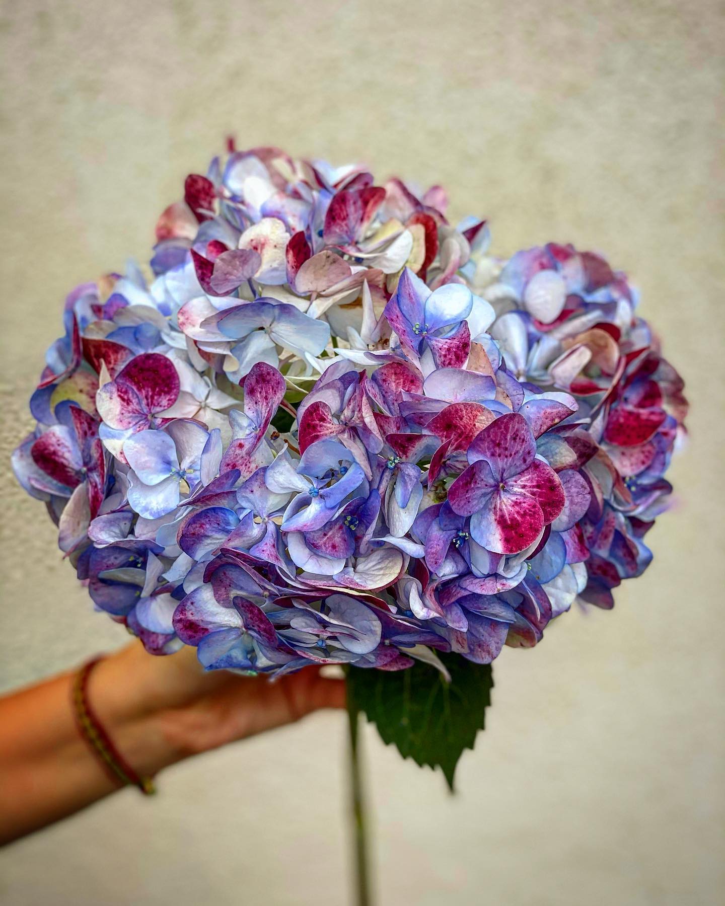 Purple & Blue Hydrangea Stem